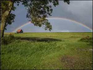 Pole, Drzewo, Owce, Tęcza, Łąka, Dom