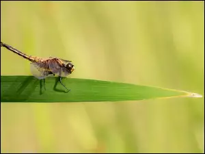 Trawa, Zbliżenie, Libellula quadrimaculata, Ważka czteroplama, Źdźbło