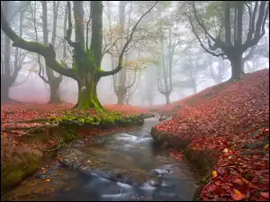 Mgła, Liście, Rzeczka, Las, Kraj Basków, Strumyk, Opadłe, Hiszpania, Drzewa, Park Narodowy Gorbea, Jesień