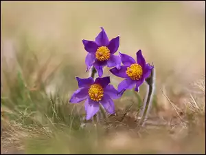 Fioletowe, Trawa, Trzy, Kwiaty, Sasanki