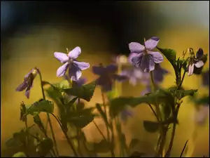 Zbliżenie, Liliowe, Fiołki wonne, Kwiaty