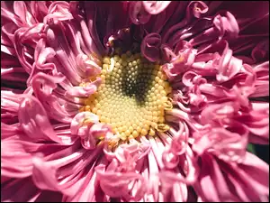 Zbliżenie, Kwiaty, Aster