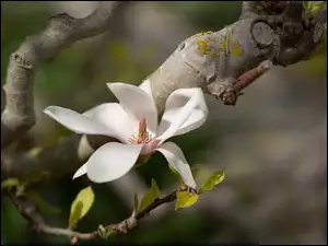 Gałązka, Biały, Kwiat, Magnolia