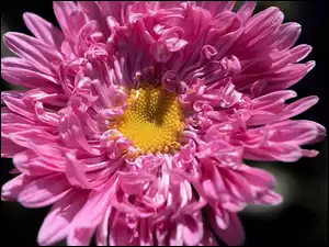 Zbliżenie, Kwiat, Różowy, Aster