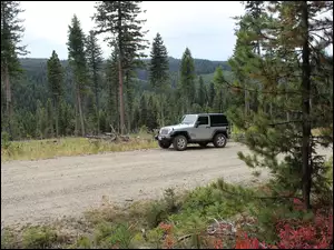 Drzewa, Jeep Wrangler Sport, Droga