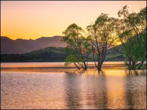 Zielone drzewa w jeziorze Wanaka
