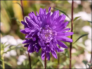 Aster, Fioletowy, Kwiat