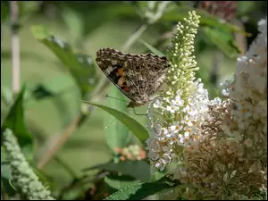 Motyl na białych kwiatach budlei