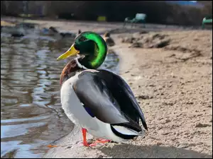 Kaczka krzyżówka na plaży