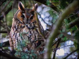 Drzewo, Sowa uszata, Gałęzie
