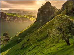 Zielona drzewa na zboczu góry Te Mata Peak w Nowej Zelandii