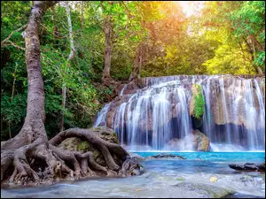 Drzewo z korzeniami przy wodospadzie Erawan Waterfall