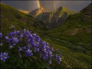 Tęcza, Fioletowe, Stany Zjednoczone, Góry San Juan, Kolorado, Orliki, Kwiaty