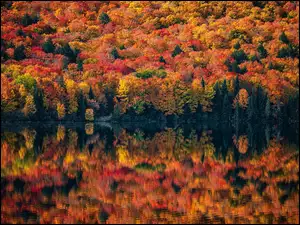 Kolorowe, Kanada, Jesień, Jezioro, Prowincja Ontario, Drzewa, Odbicie, Algonquin Provincial Park