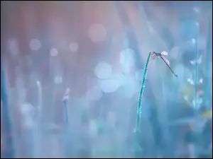 Bokeh, Ważka, Łodyga
