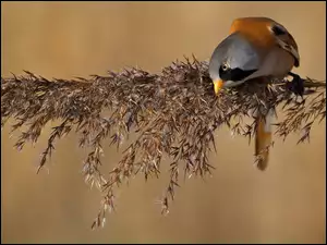 Wąsatka na roślince