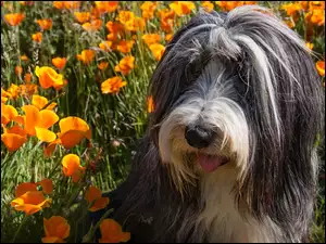 Bearded collie w maczkach kalifornijskich