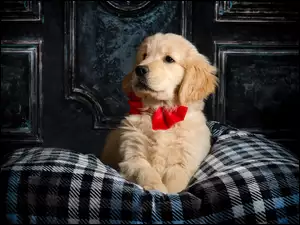 Golden retriever, Kokarda, Szczeniak, Pies, Czerwona