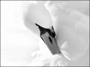 Czarno-białe, Łabędź, Dziób, Pióra