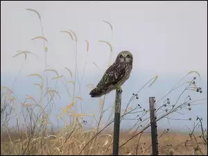 Słupki, Sowa, Uszatka błotna, Trawa