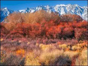 Kolorowe krzewy i ośnieżone góry Alabama Hills