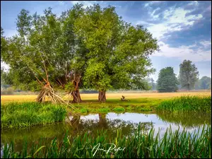Drzewa nad rzeką River Stour