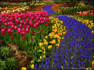 Tulipany i hiacynty na festiwalu kwiatów w Skagit Valley