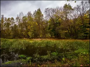 Trawy, Jesień, Bagno, Drzewa