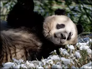 Śnieg, Leżąca, Panda wielka, Trawa