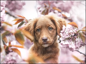 Brązowy, Szczeniak, Rozmycie, Pies, Drzewo owocowe, Kwiaty, Retriever z Nowej Szkocji