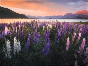Łubin na łące nad jeziorem Tekapo