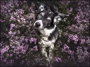 Border collie leżący we wrzosach