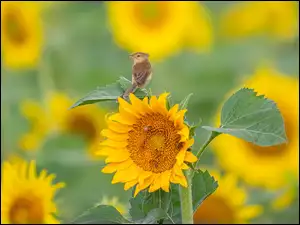 Prinia zwyczajna na słoneczniku