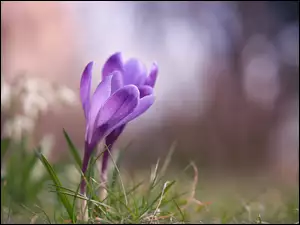 Krokusy, Kwiaty, Dwa, Fioletowe, Wiosenne