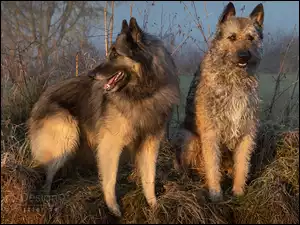 Owczarek belgijski tervueren, Trawa, Psy, Dwa, Owczarek belgijski laekenois