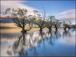 Glenorchy, Jezioro Wakatipu, Wierzby, Queenstown, Rząd, Odbicie, Nowa Zelandia, Drzewa