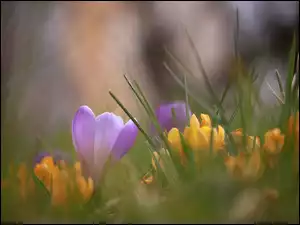 Krokus, Liliowy, Żółte, Trawa, Rozmyte, Krokusy