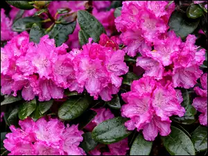 Kwiaty, Różanecznik, Różowe, Mokre, Rododendron