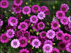 Afrykańska stokrotka, Fioletowe, Kwiaty, Osteospermum