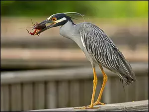 Rak, Czapla, Heron