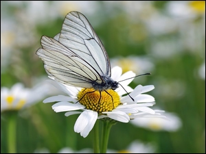 Stokrotka, Motyl, Motylek