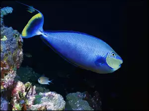 Ocean, Ryba