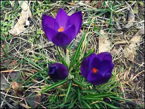 Fiolet, Krokus