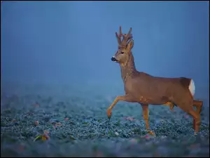 Mgła, Młody, Jeleń