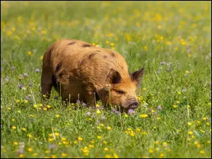 Świnia kunekune na ukwieconej łące