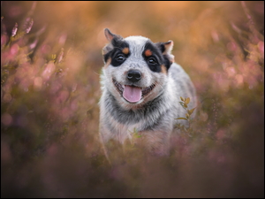 Australian cattle dog na rozmytym tle