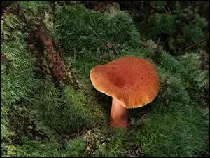 Mech, Grzyb, Zbliżenie