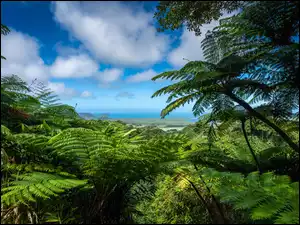 Las deszczowy Daintree w Australii