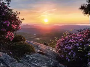 Azalie na skałach i góry Blue Ridge Mountains