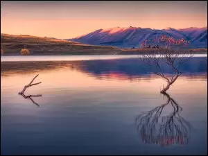 Drzewo w jeziorze Wanaka o poranku